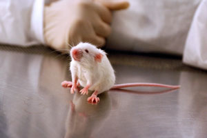 lab mouse on a stainless steel countertop
